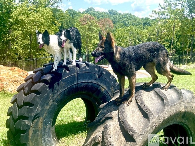 Two dogs standing on a tire.