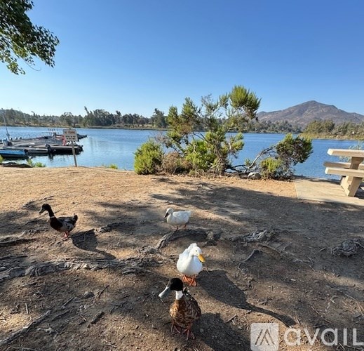 A group of birds are standing on the ground near a body of water.