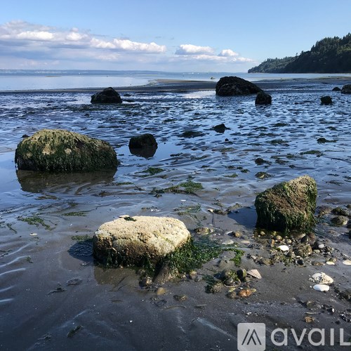 A rocky beach with green algae on the rocks.