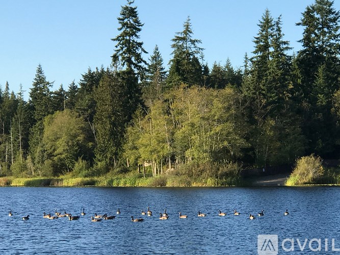 A flock of ducks swim in a lake with a forest in the background.