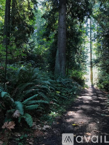 A forest path with green ferns and trees on either side.