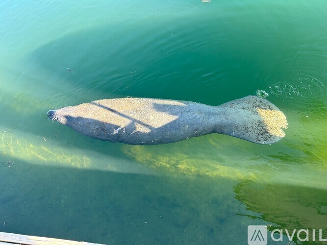 A large, flat, grey object is floating on the water.