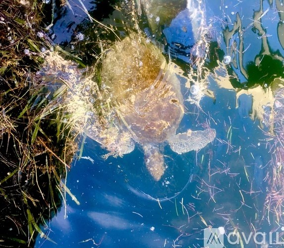 A jellyfish is floating in the water.