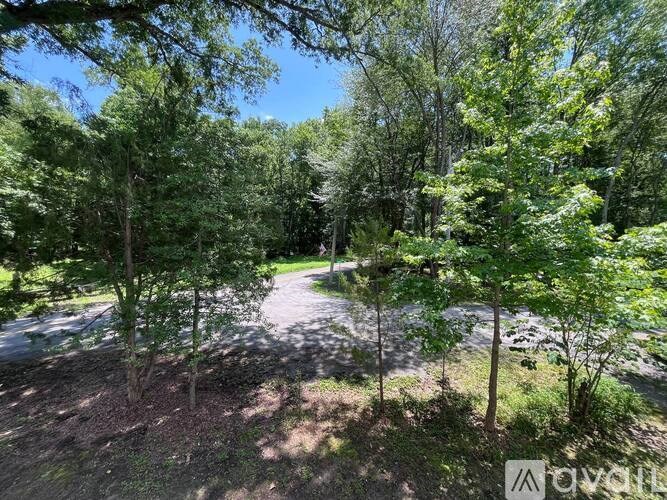 A wooded area with a dirt road and trees.