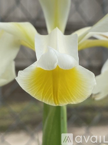 A close up of a white and yellow flower.