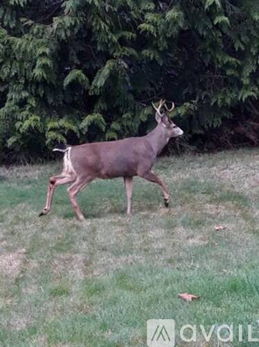 A deer is walking in a grassy area with trees in the background.