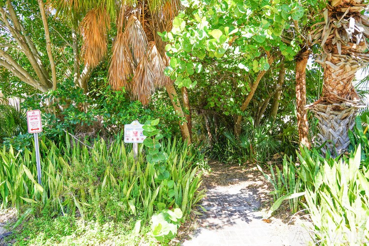 A pathway surrounded by greenery and trees.