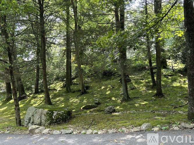 A forest with green trees and a rocky ground.