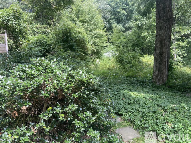 A lush green forest with a path leading through it.