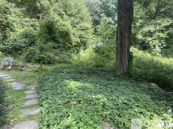 A pathway covered in greenery leads through a forest.