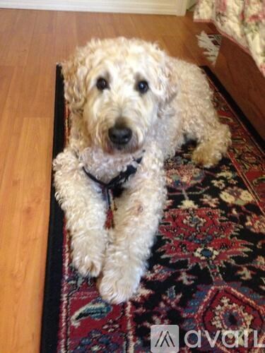 A dog with a black collar is sitting on a rug.