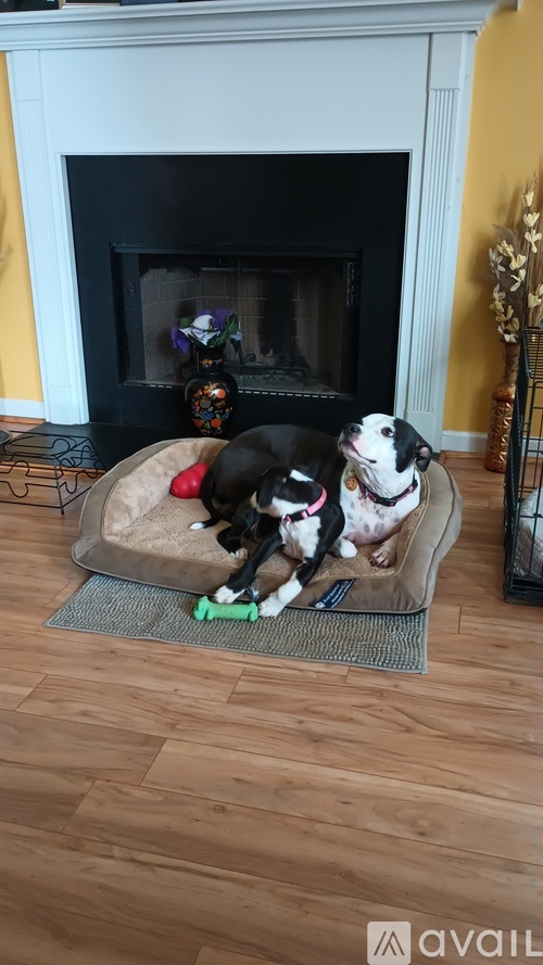 Two dogs playing with a toy on a dog bed in front of a fireplace.