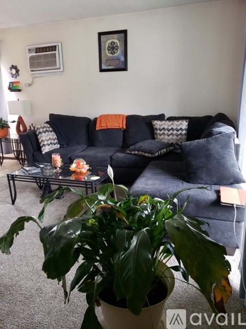 A living room with a black couch and a green plant.