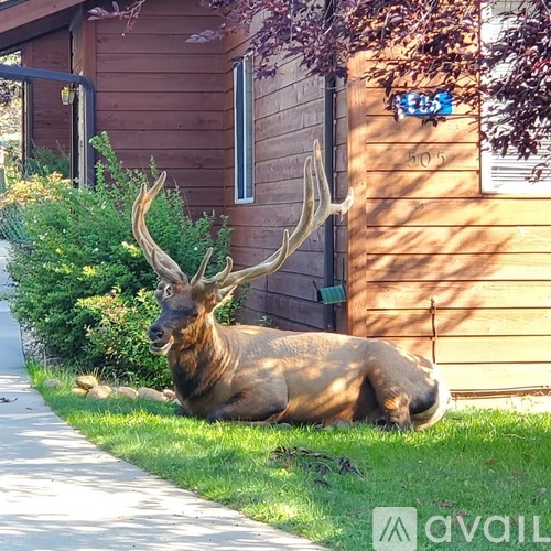 A large elk with large antlers is laying down in front of a wooden building.