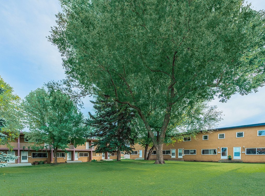 A large tree in front of a building with a grassy area in the foreground.
