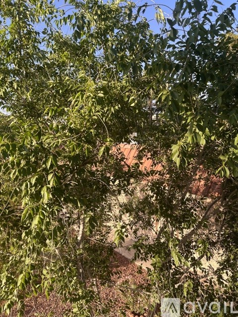 A tree with green leaves in the foreground and a building in the background.