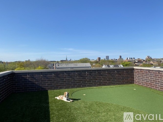 A dog is sitting on a green lawn with a city skyline in the background.