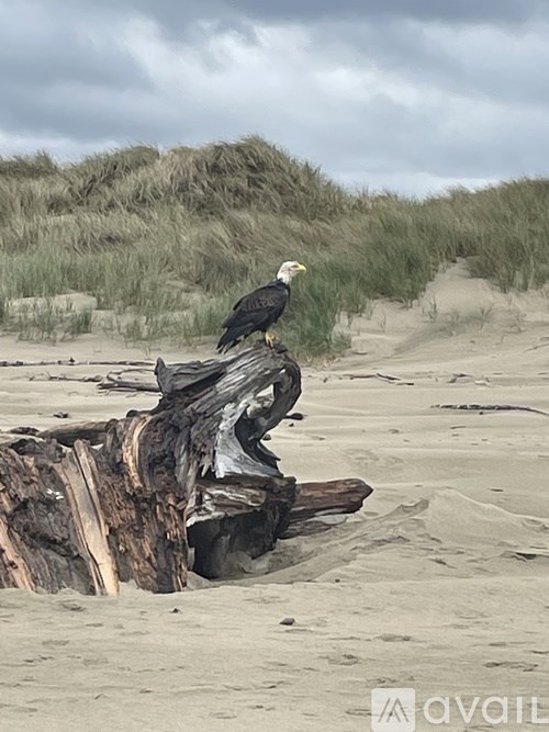 A bald eagle perched on a piece of driftwood on a beach.