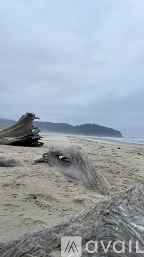 A beach scene with driftwood and a mountain in the distance.