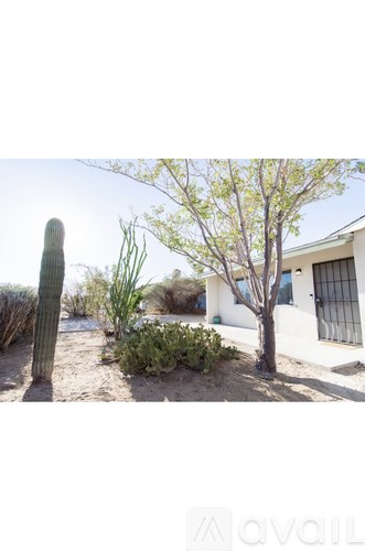 A cactus and a tree in front of a house.