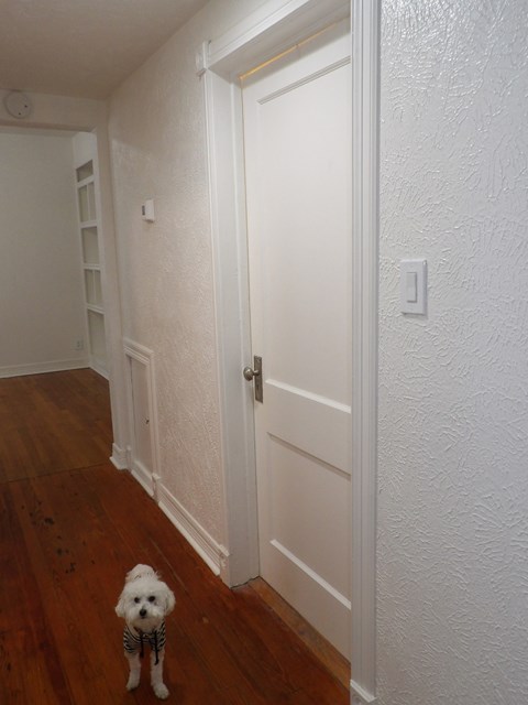 A small dog with a striped scarf is standing in a hallway.