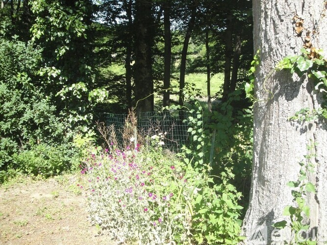 A tree trunk is on the right side of the image.