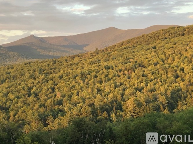 A forest of trees with a mountain in the background.