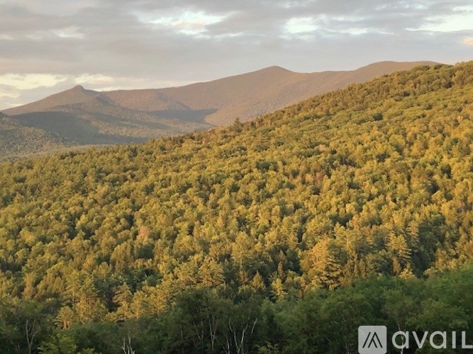 A forest of trees with a mountain in the background.