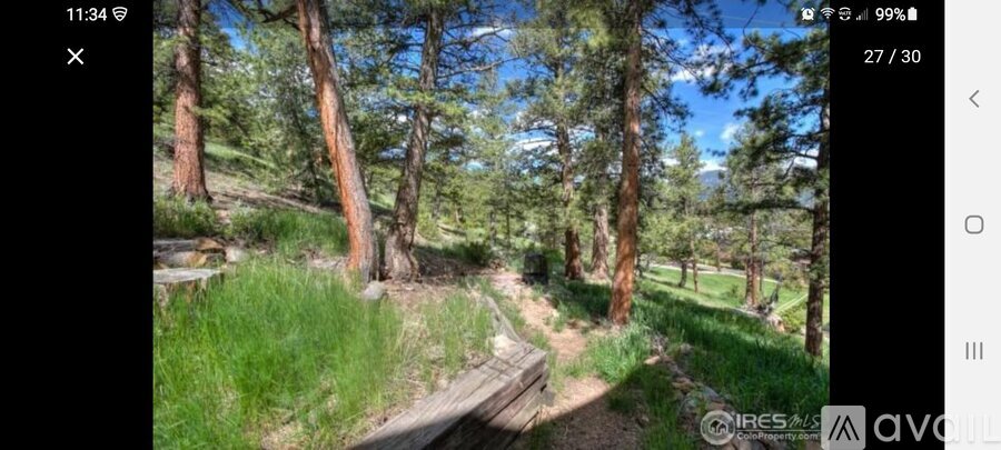 A forest path with greenery on the sides.