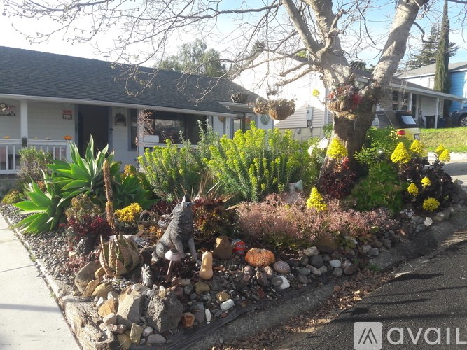 A garden with a variety of plants and rocks in the foreground.