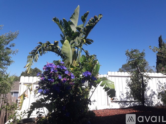 A large green plant with purple flowers in the foreground with a white fence in the background.