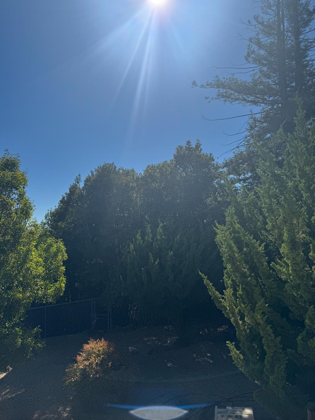 The sun is shining through the trees in a backyard.