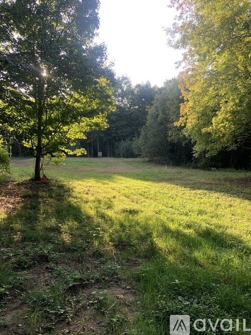 A tree stands in a field with sunlight shining through the branches.