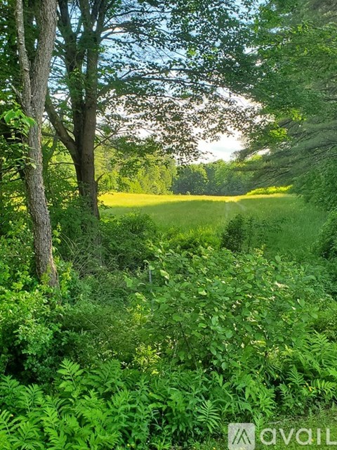 A lush green forest with a path leading into the distance.