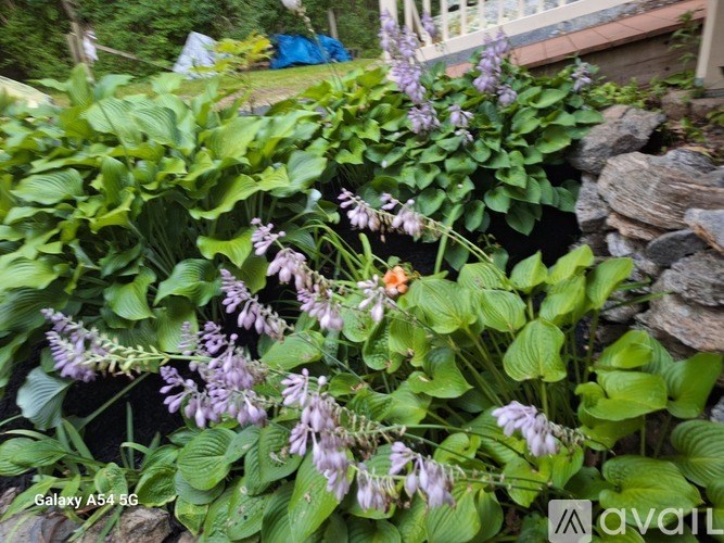 A garden with purple flowers and green leaves.