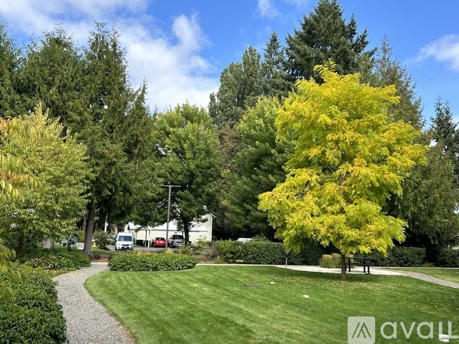 A yellow tree stands in a grassy area with a gravel path and other trees in the background.