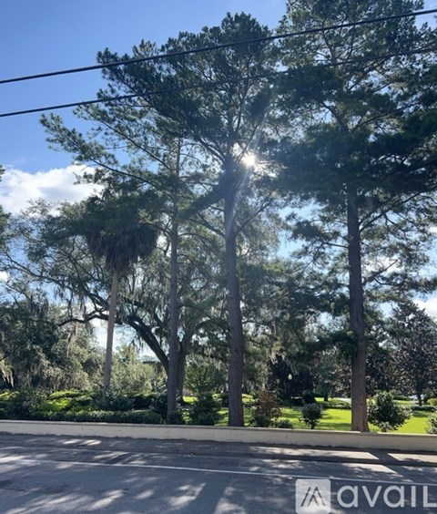 A sunny day with the sun shining through the trees.