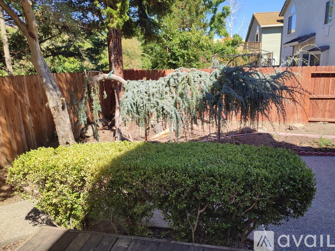A wooden deck with a green bush in the middle.