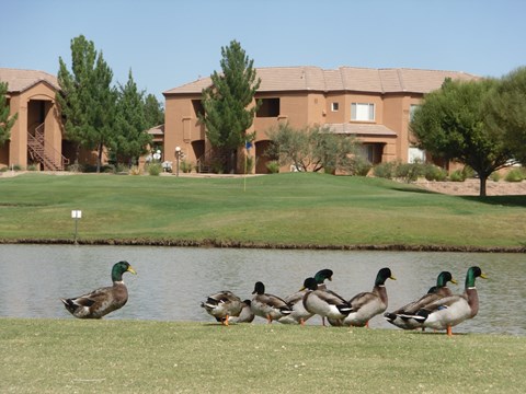 A group of ducks are standing in the grass by a body of water.