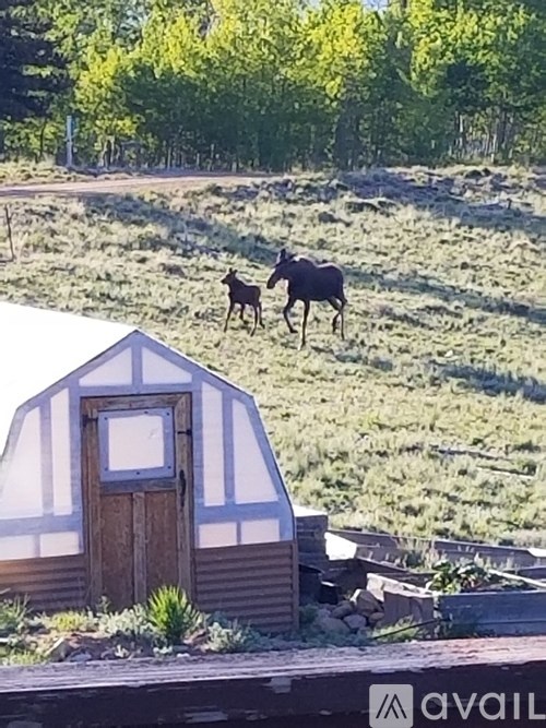 A moose is walking in the field near a small building.