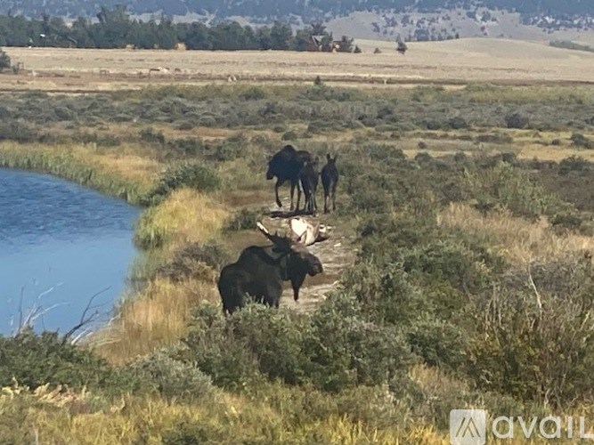 A herd of moose walking by a river in a field.