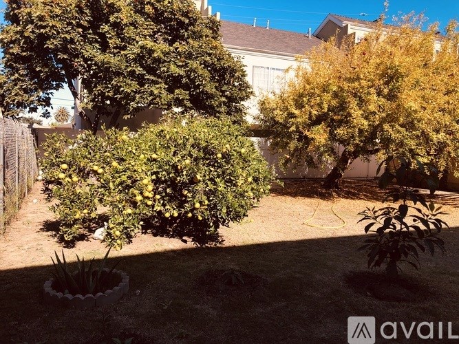 A backyard with a tree and a hose.