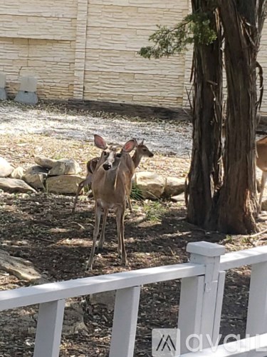 A deer standing in front of a white fence.