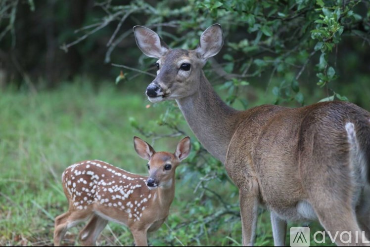 A mother deer and her fawn are standing in a grassy area.