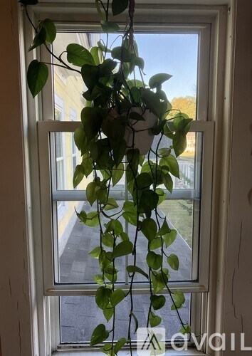 A green plant is hanging from a window sill.
