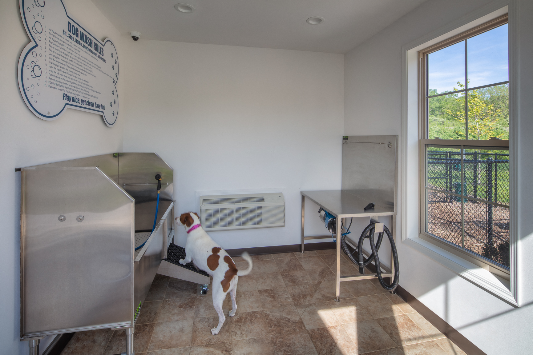 a dog standing in a room with a refrigerator and a window