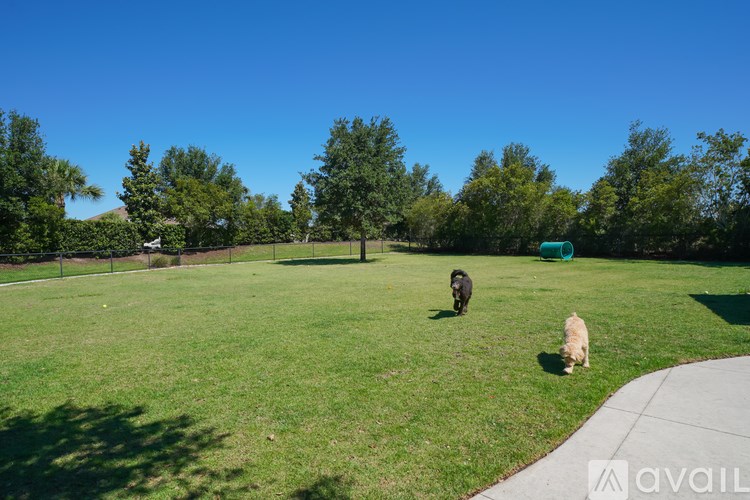 Two dogs are playing in a grassy field with a third dog watching.