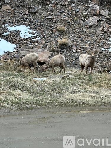 A group of four sheep grazing on grass in a rocky area.