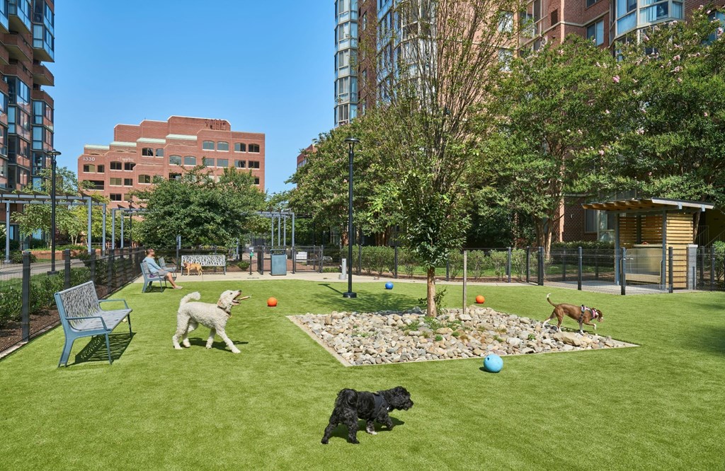 Dogs playing in a grassy park with a rock garden and trees.