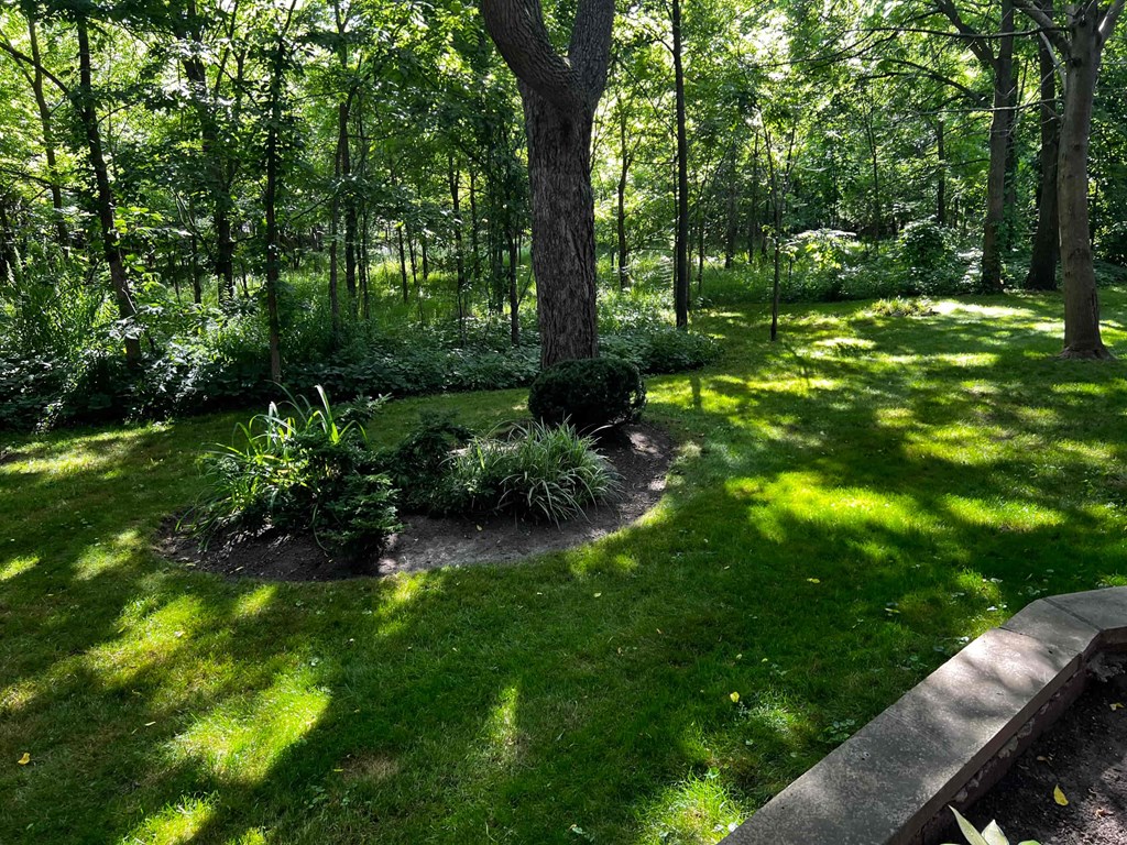 A garden with a large tree in the middle of a grassy area.